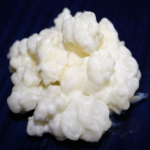 40g de Granules de Kéfir de Lait