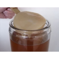 Disque SCOBY Kombucha