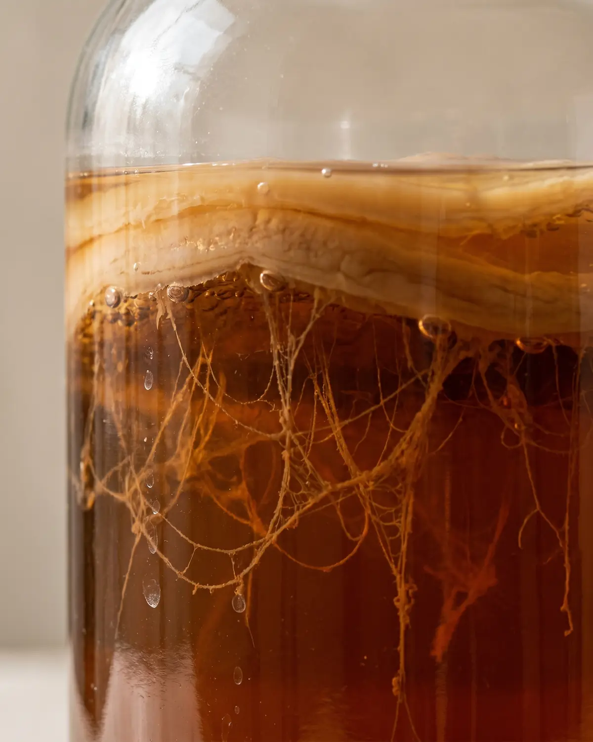 scoby malade Filaments de levure bruns suspendus sous un SCOBY dans un bocal de kombucha éclairé de côté