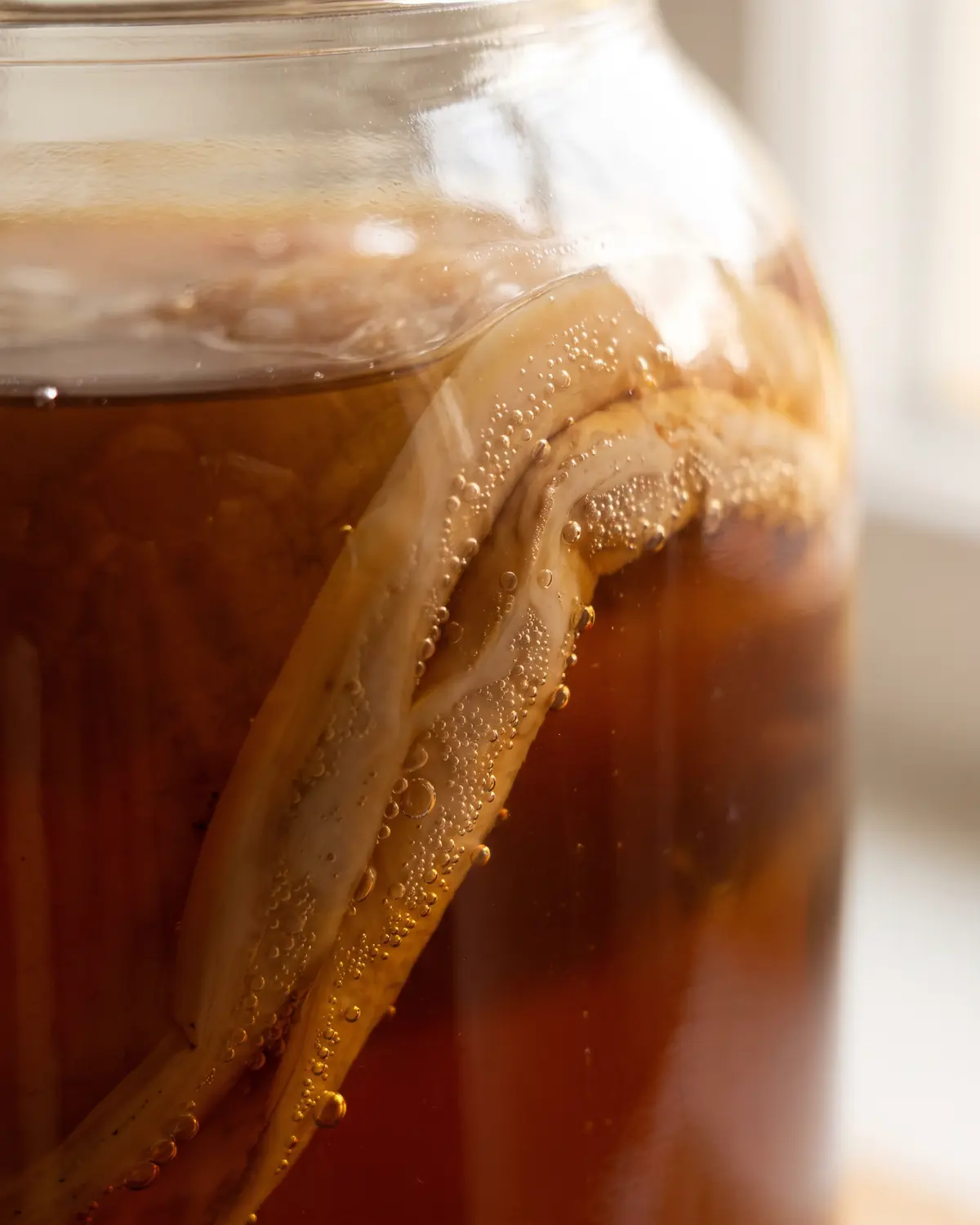Gros plan sur le bord pliss&eacute; d&rsquo;un SCOBY contre le verre, avec microbulles dans les sillons beiges.